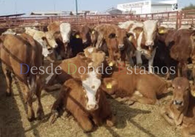 Estiman recuperación del 40 % en ganadería, tras precipitaciones pluviales