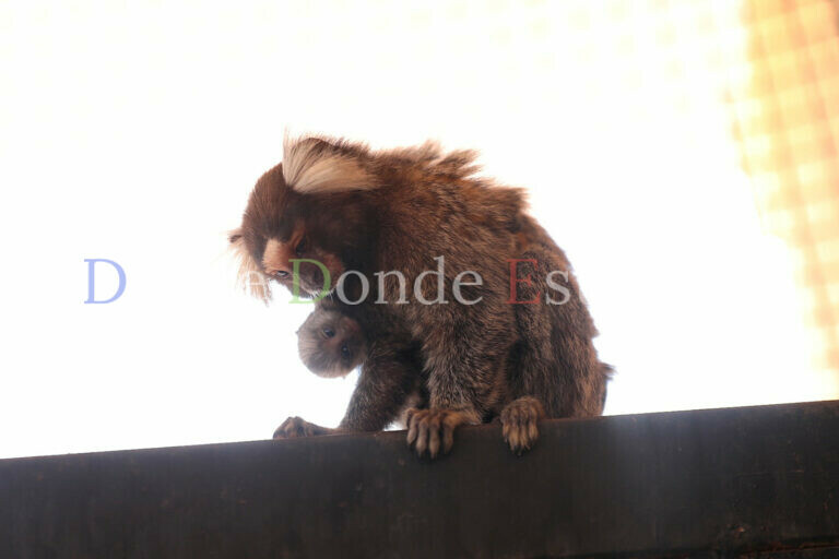 Crece familia del zoológico; nacen dos monos titís