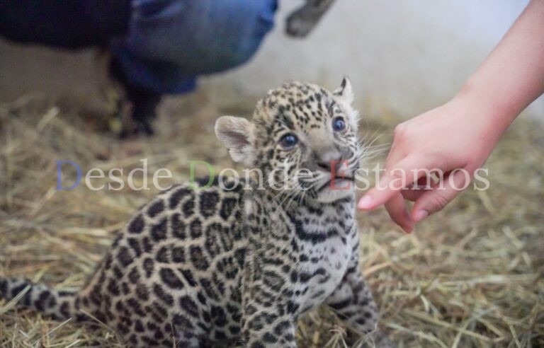 Donará gobierno municipal dos ejemplares de jaguar para preservar espécie en Tamaulipas