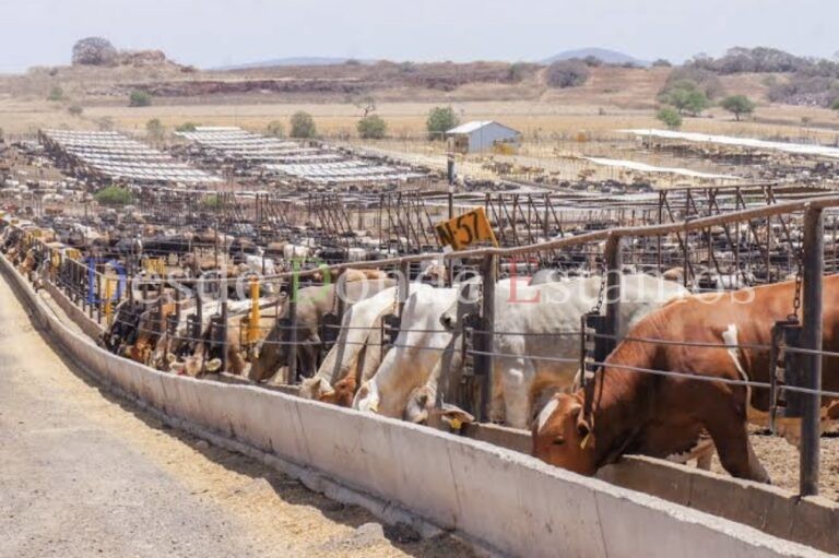 Cero tolerancias con ganaderos de Nuevo León