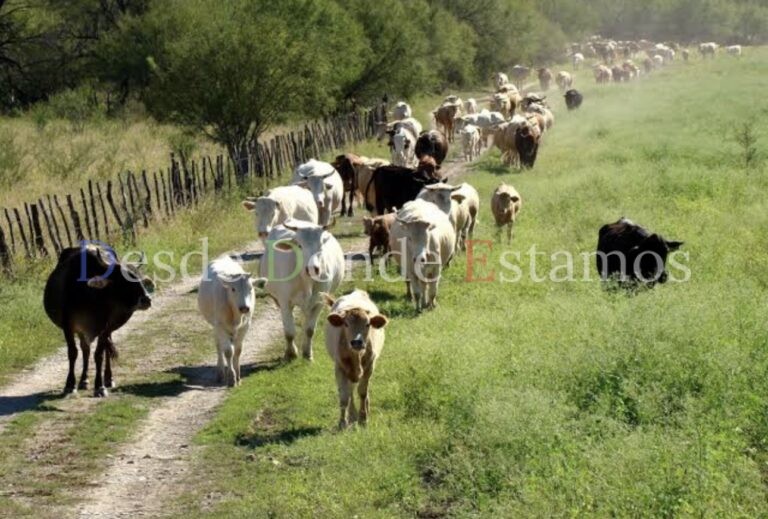 Aumentan exportaciones de becerros con recuperación de estatus sanitario y precios