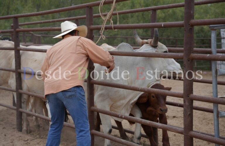 Apoyan a pequeños productores con vacunación de invermectina para su ganado