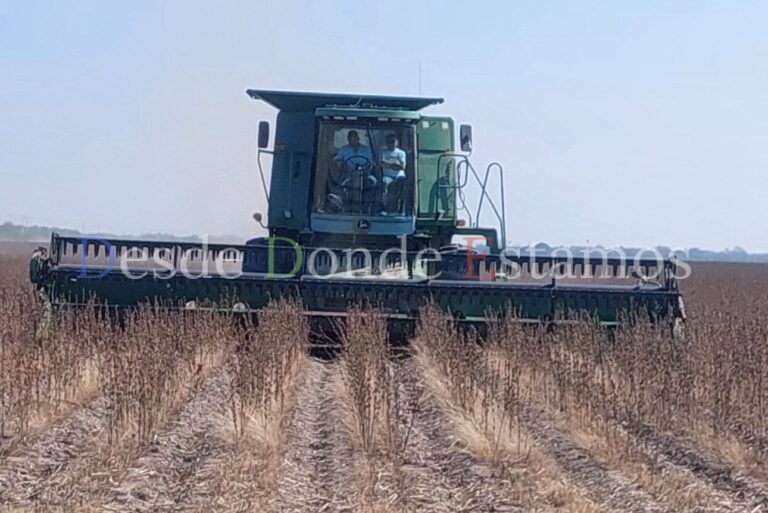 Consideran agricultores sembrar ajonjolí como alternativa del sorgo