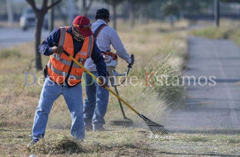 Limpia Municipio maleza Avenida en la capital