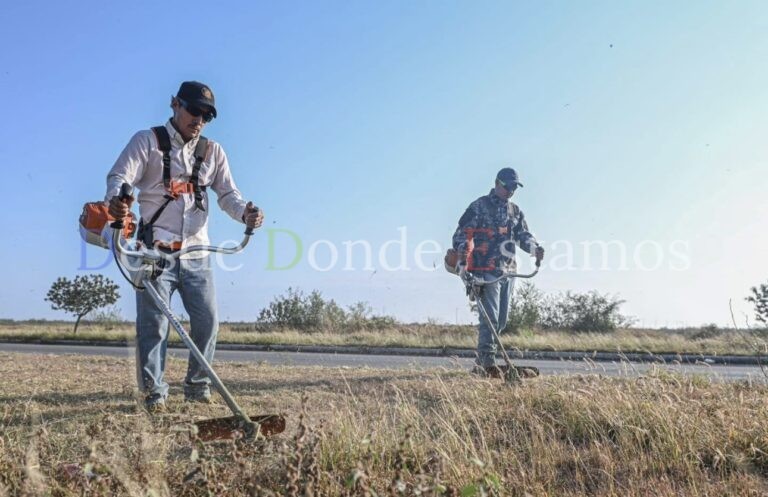 Limpia Municipio maleza Avenida en la capital