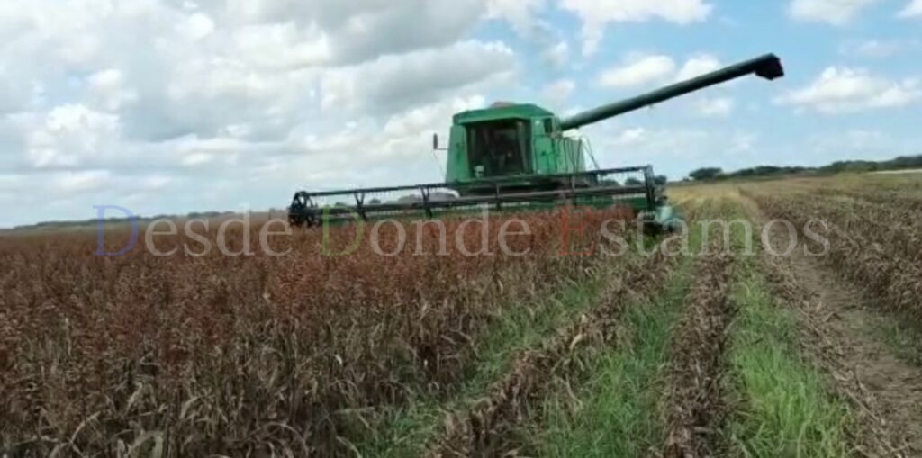 A quienes sembraron trigo, les irá bien; SDR