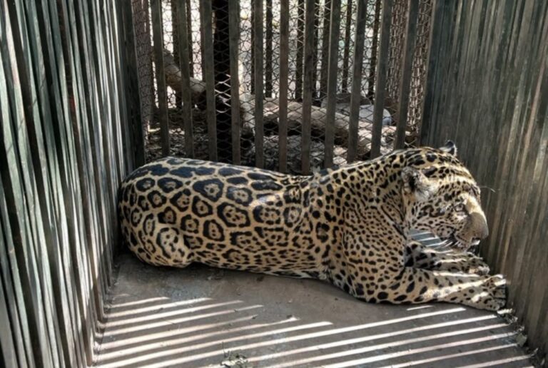 Jaguar atropellado no corresponde a Tamaulipas
