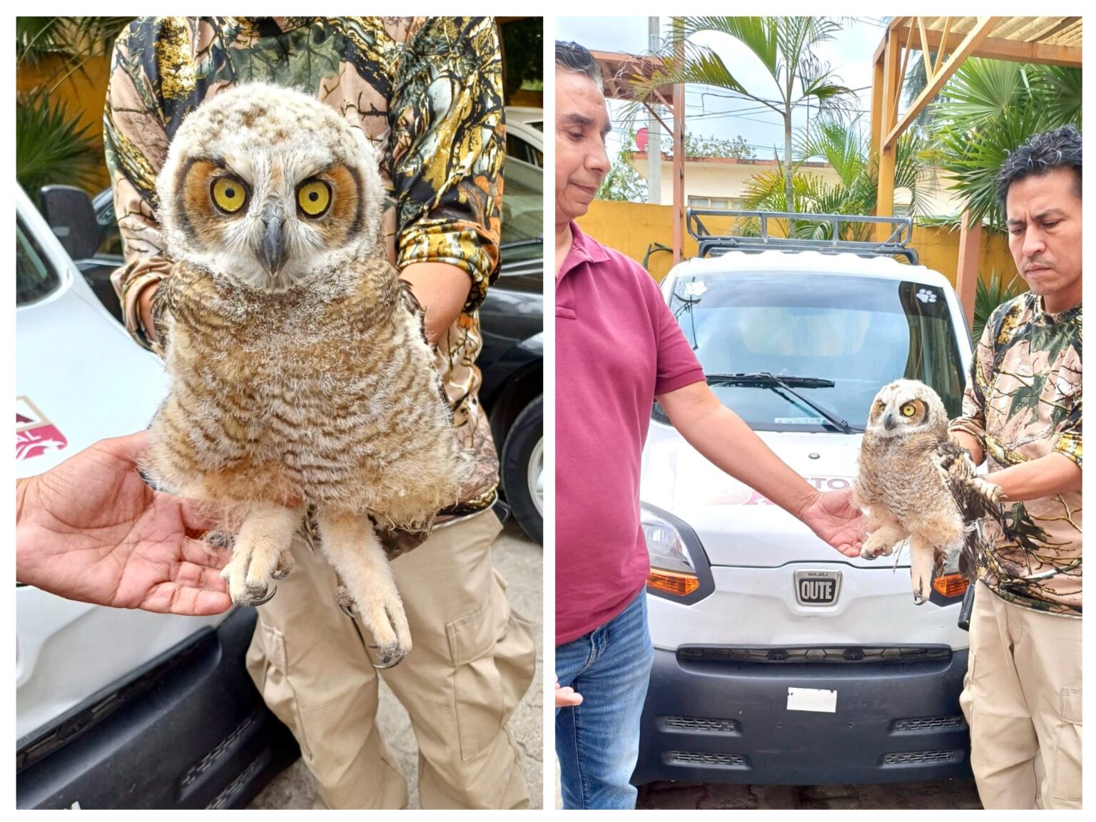 Rescata Municipio ave