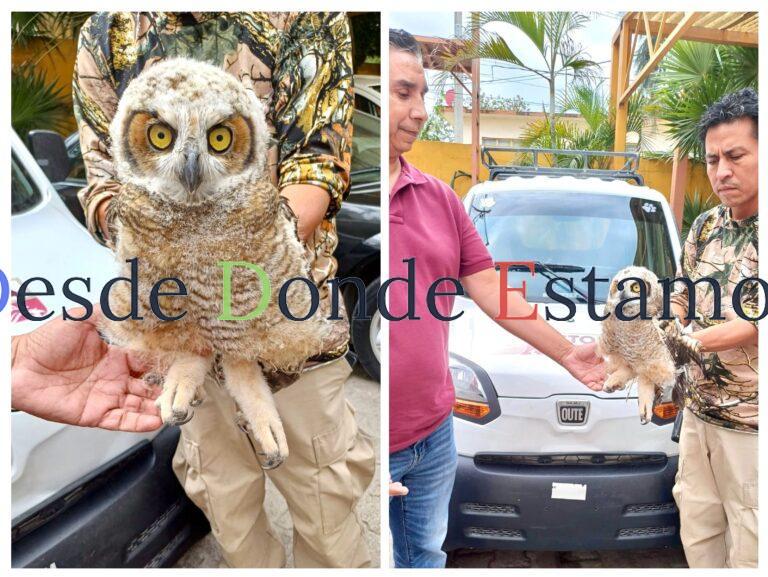 Rescata Municipio ave