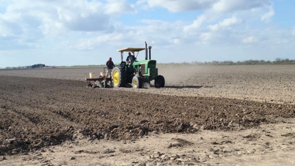 Urge que llueva para no perder cultivos nacidos
