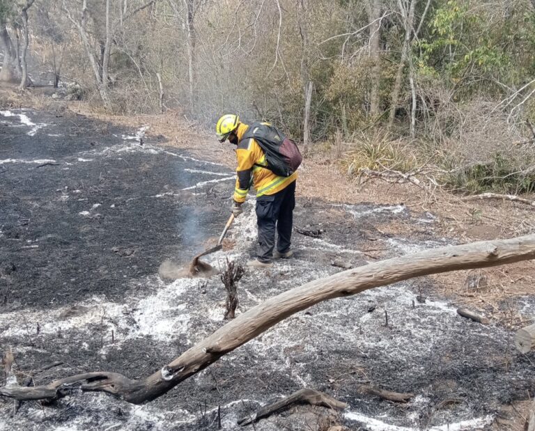 Incendios forestales han siniestrado cuatro mil 500 hectáreas