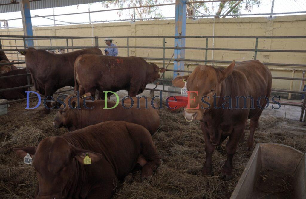 Convoca gobierno municipal a 1er concurso del novillo gordo en Nuevo Laredo