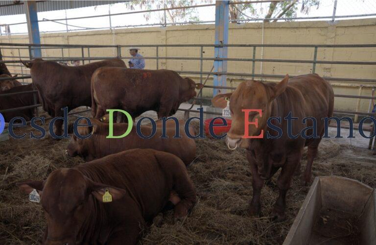 Convoca gobierno municipal a 1er concurso del novillo gordo en Nuevo Laredo