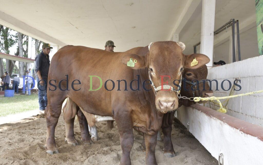 Desisten productores exportar y venden su ganado al mercado nacional