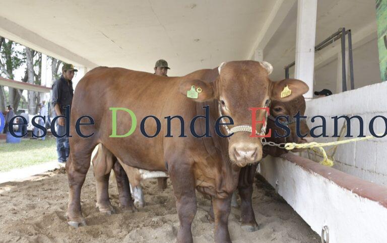 Desisten productores exportar y venden su ganado al mercado nacional