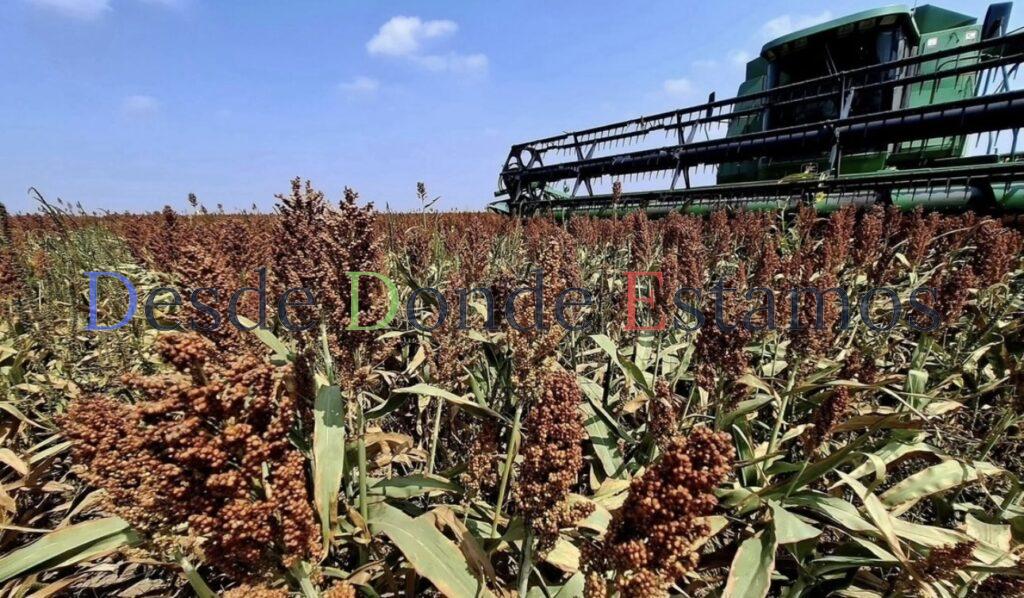 Prevén desplome en precio por tonelada de sorgo