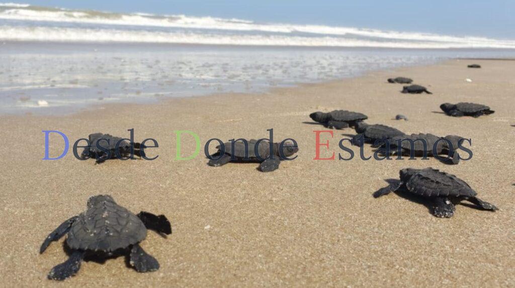 Protegen más de 30 mil huevos de tortuga lora