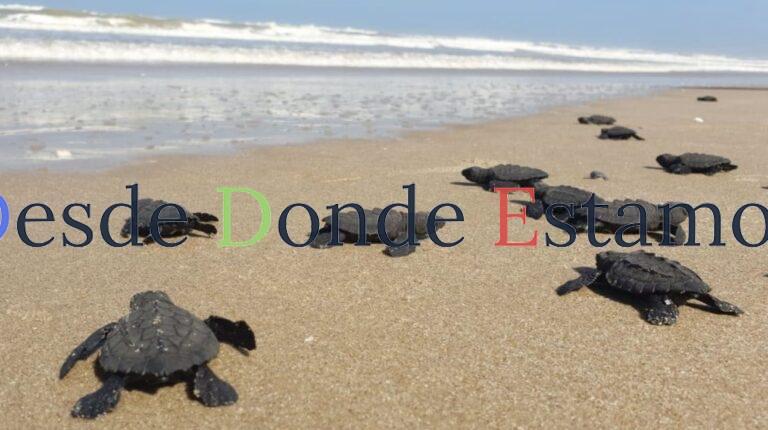 Protegen más de 30 mil huevos de tortuga lora