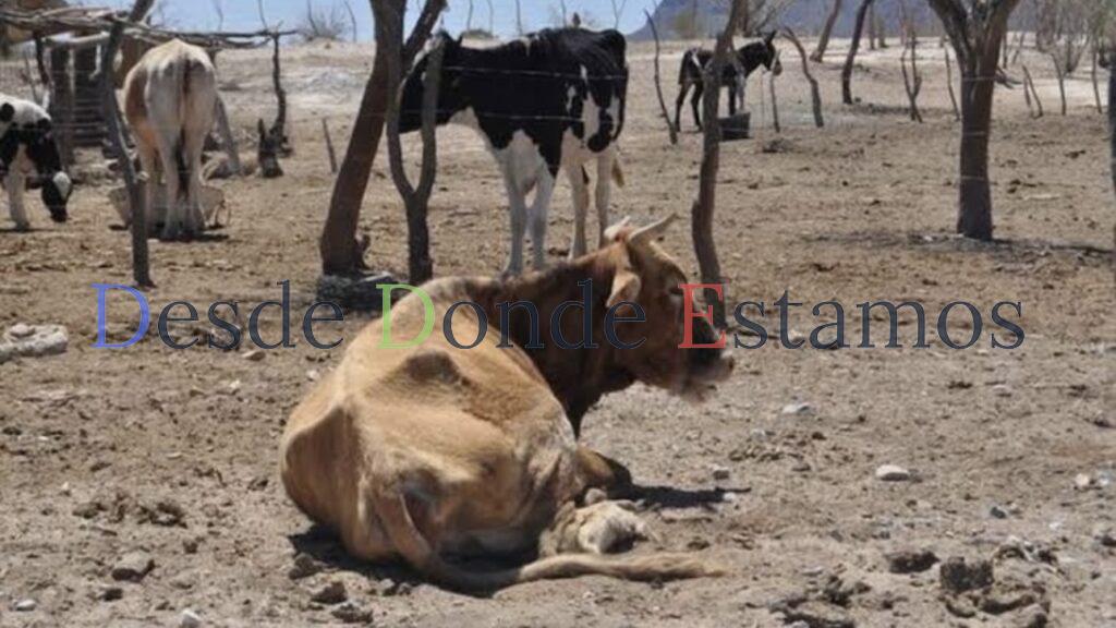 Descartan tuberculosis en ranchos ganaderos de Tamaulipas
