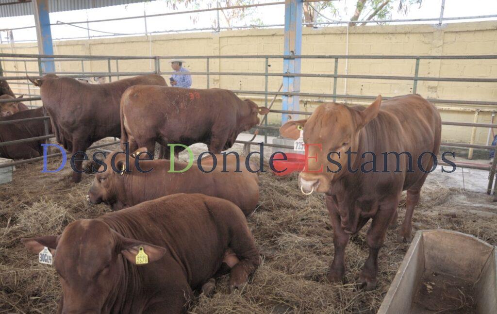 Hay condiciones para recuperar el estatus sanitario
