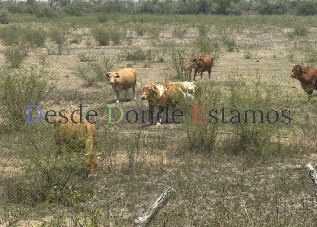 Mejoran precios por venta de ganado