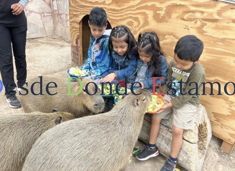 Zoológico, acuario y alberca gratis este sábado en Festuval del día del niño