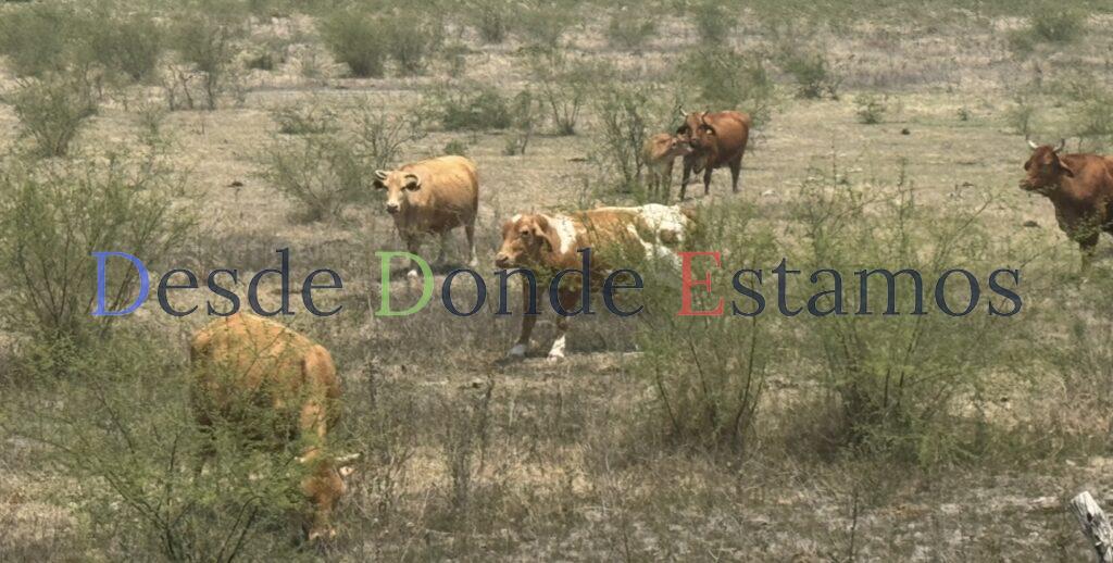 Confían en recuperar estatus fitosanitario de la ganadería