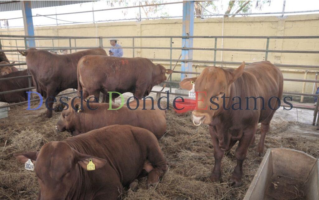 Inminente cierre de las fronteras de EU a la exportación de ganado