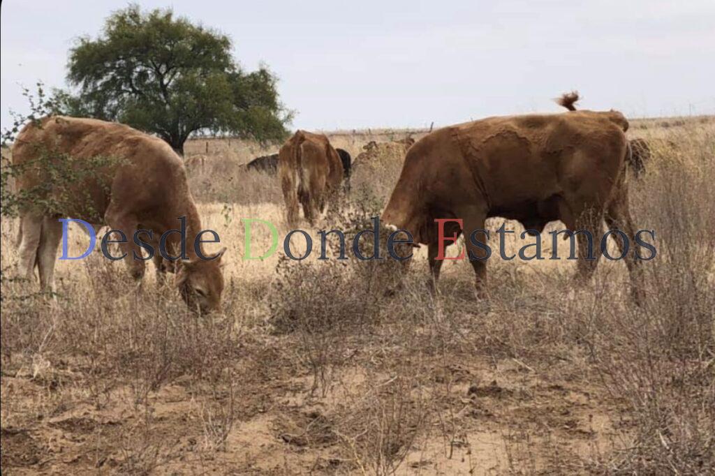 Resienten productores falta de alimento para el ganado por seca