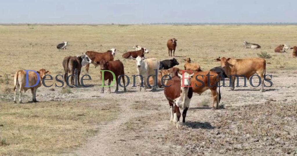 Pierden ganaderos hasta 35 pesos por kilo ante cierre a la exportación