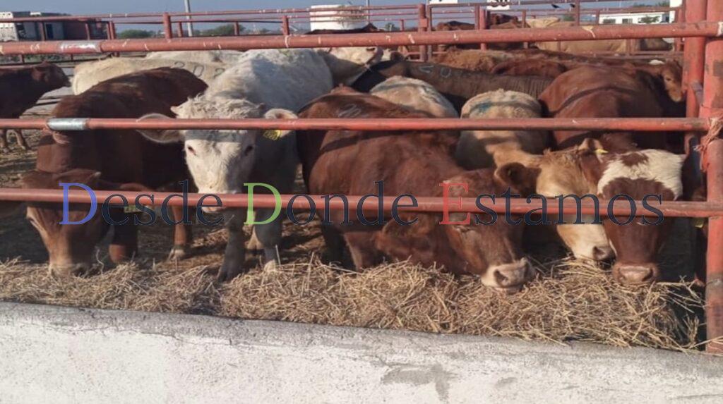 Continúan exportaciones de ganado a Estados Unidos