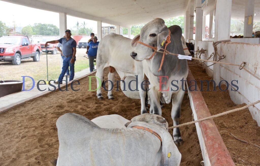 Llevan Programa de Mejoramiento Genético al municipio de Aldama