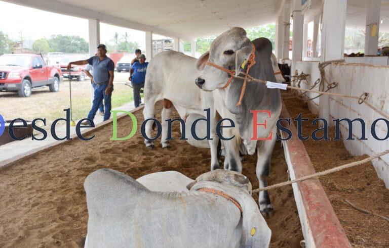 Llevan Programa de Mejoramiento Genético al municipio de Aldama