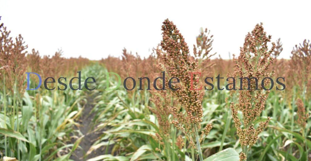 Falta de financiamiento y sequía mermarán producción de sorgo