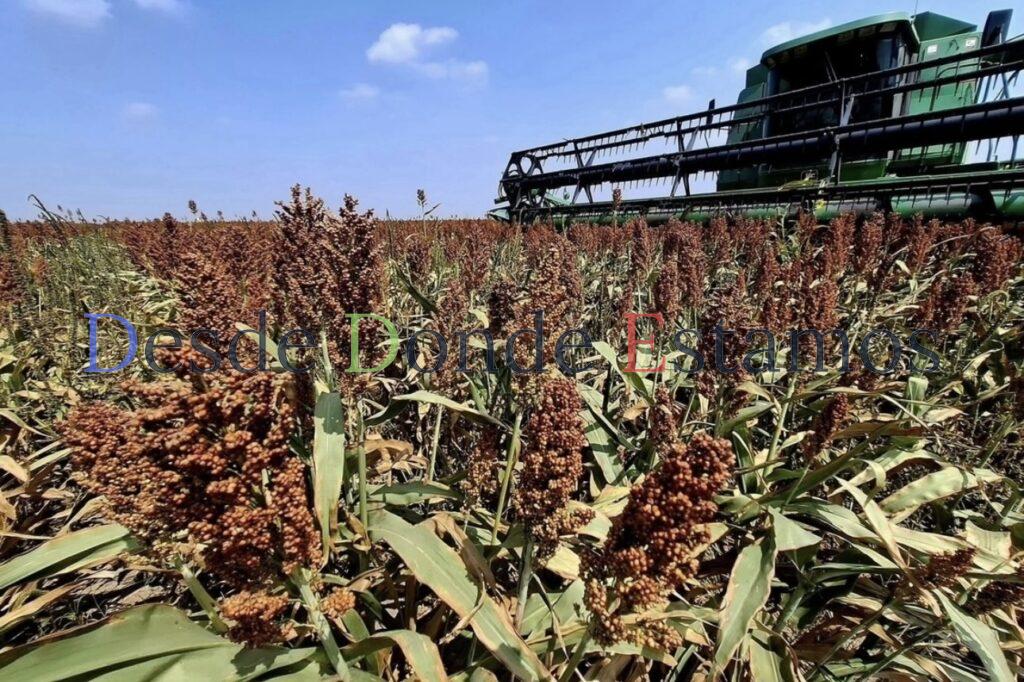 Caerá precio y producción de sorgo: UARNT