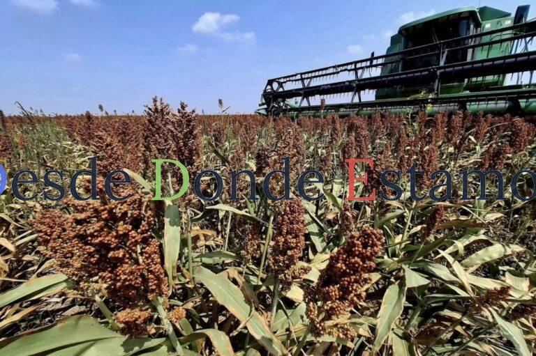 Caerá precio y producción de sorgo: UARNT