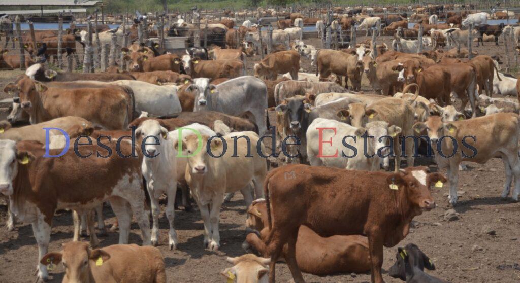Lamenta Tamaulipas cierre de frontera a exportación de ganado