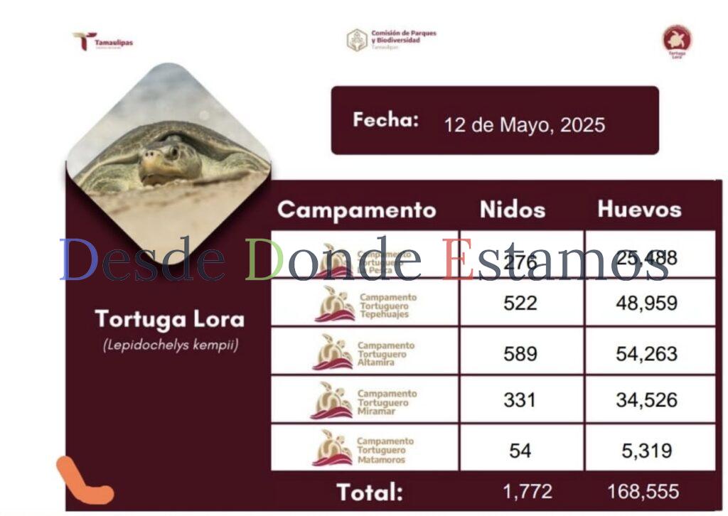 Incrementa Tamaulipas resguardo de huevos de tortuga lora