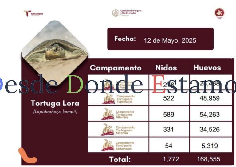 Incrementa Tamaulipas resguardo de huevos de tortuga lora