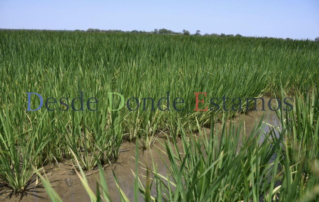 Supervisa secretario de Desarrollo Rural siembra de arroz