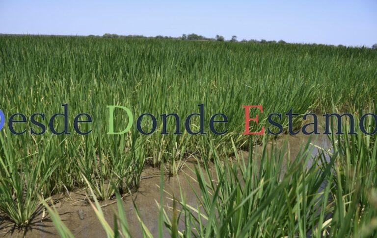 Supervisa secretario de Desarrollo Rural siembra de arroz