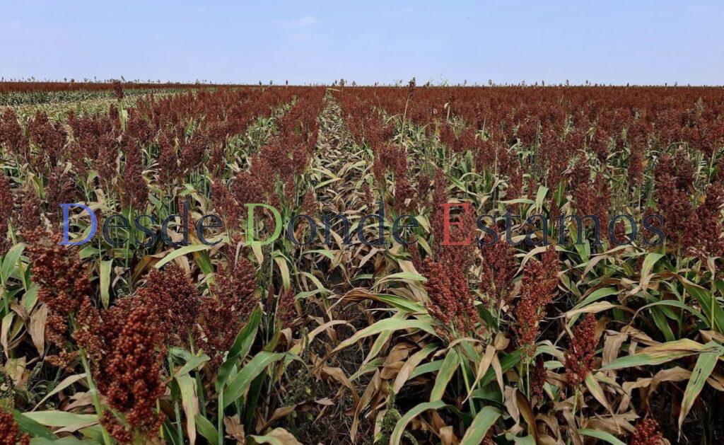 Descartan reducción en la producción de sorgo