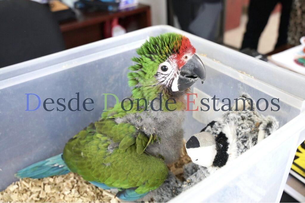 Zoológico de Nuevo Laredo da la bienvenida a nuevos integrantes