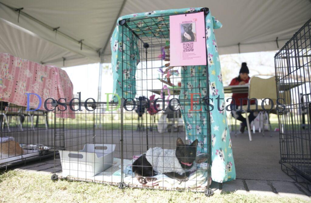Promueven adopción de perros y gatos en Feria Canina y Felina