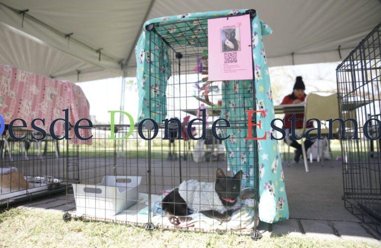 Promueven adopción de perros y gatos en Feria Canina y Felina