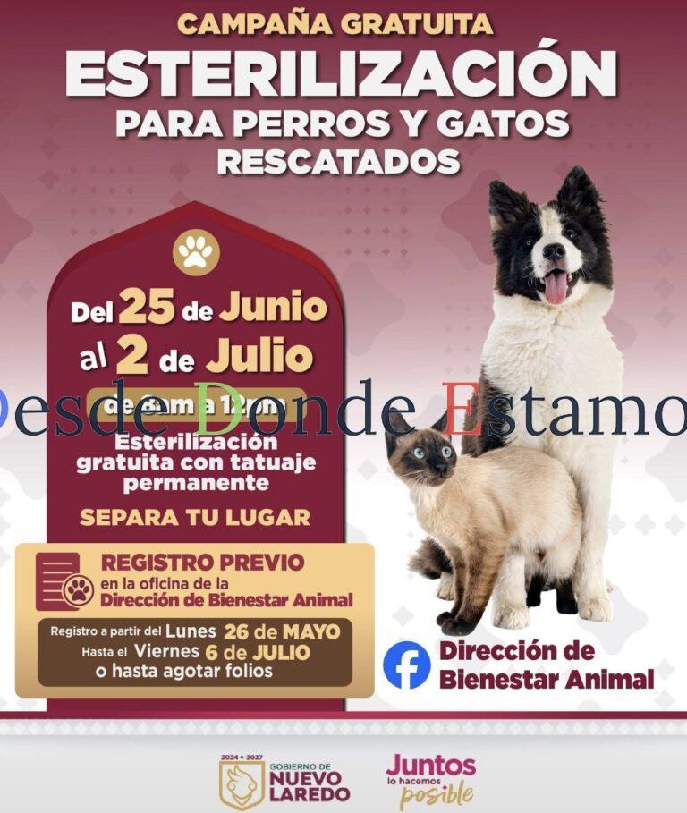 Invitan a participar en Campaña de Esterilización para perros y gatos