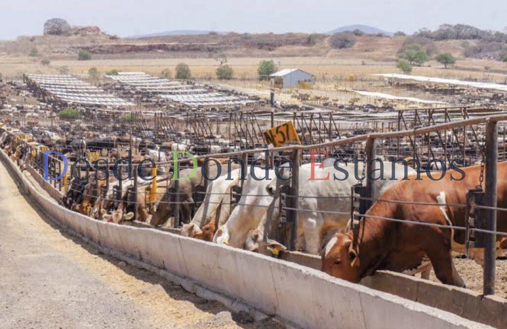 Cae la exportación de becerros a Estados Unidos