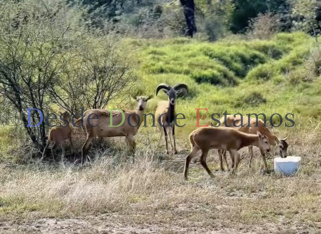 Logra UAT el nacimiento de dos crías de borrego muflón europeo