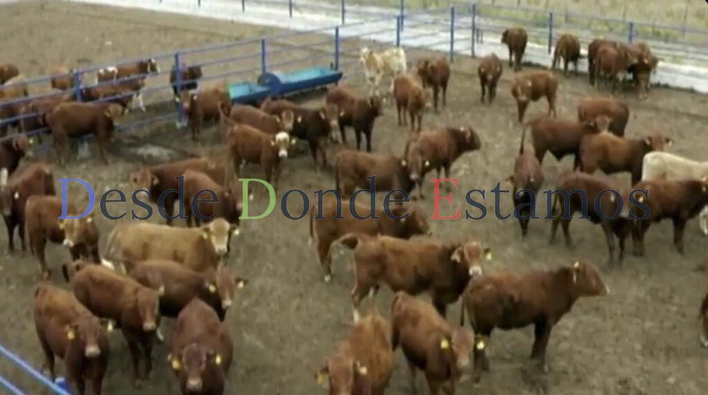 Pierden ganaderos 30 pesos por kilo con cierre a exportación