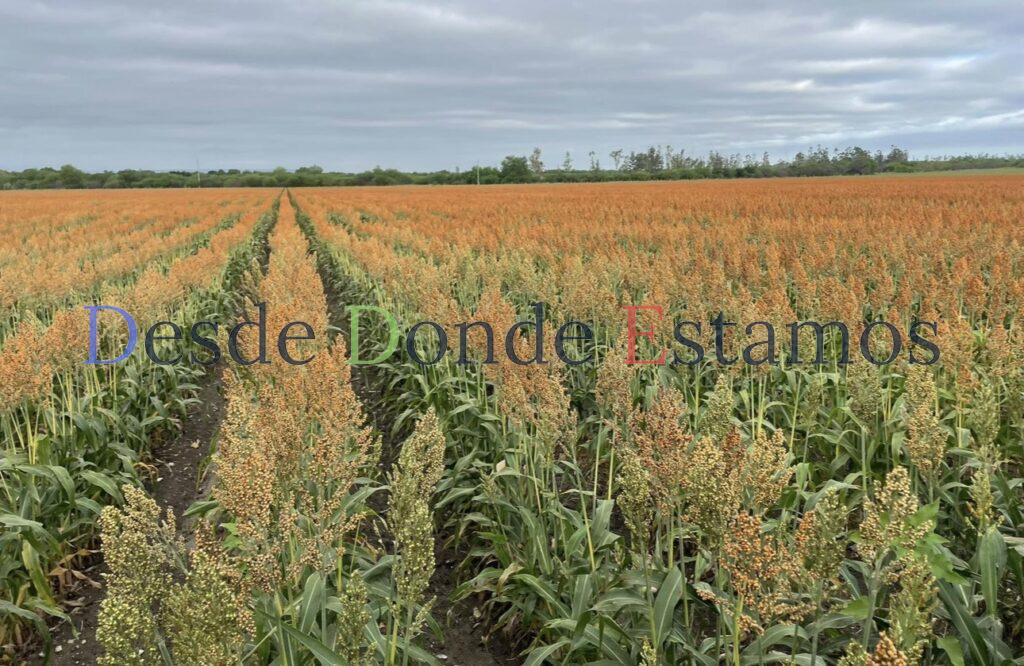 Precio por tonelada de sorgo, no depende del gobierno